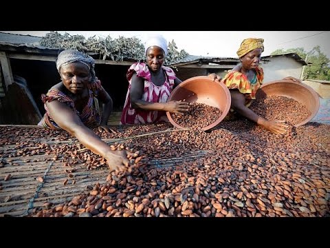 Image result for harvesting with  go to hell in cocoa farms
