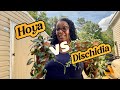 After Hoyas… It’s Dischidias for me!