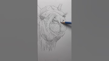 Draw a camel 🐪 Easy drawing lesson for beginners on how to draw a camel. #howtodraw
