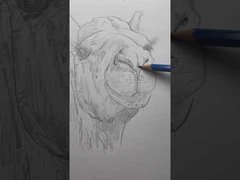 Draw a camel