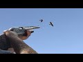 Chasse Tourterelles des Bois - Top 5 Dove Hunting