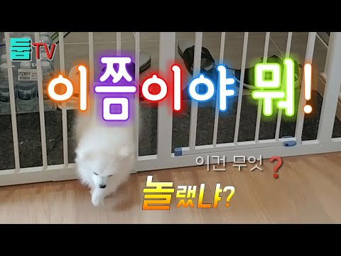 안전문 만들기-꿀잼❗안전문 (펜스) 빠져나가는 원숭이시기 강아지, 안전문 만드는 법, 이지핏 안전문