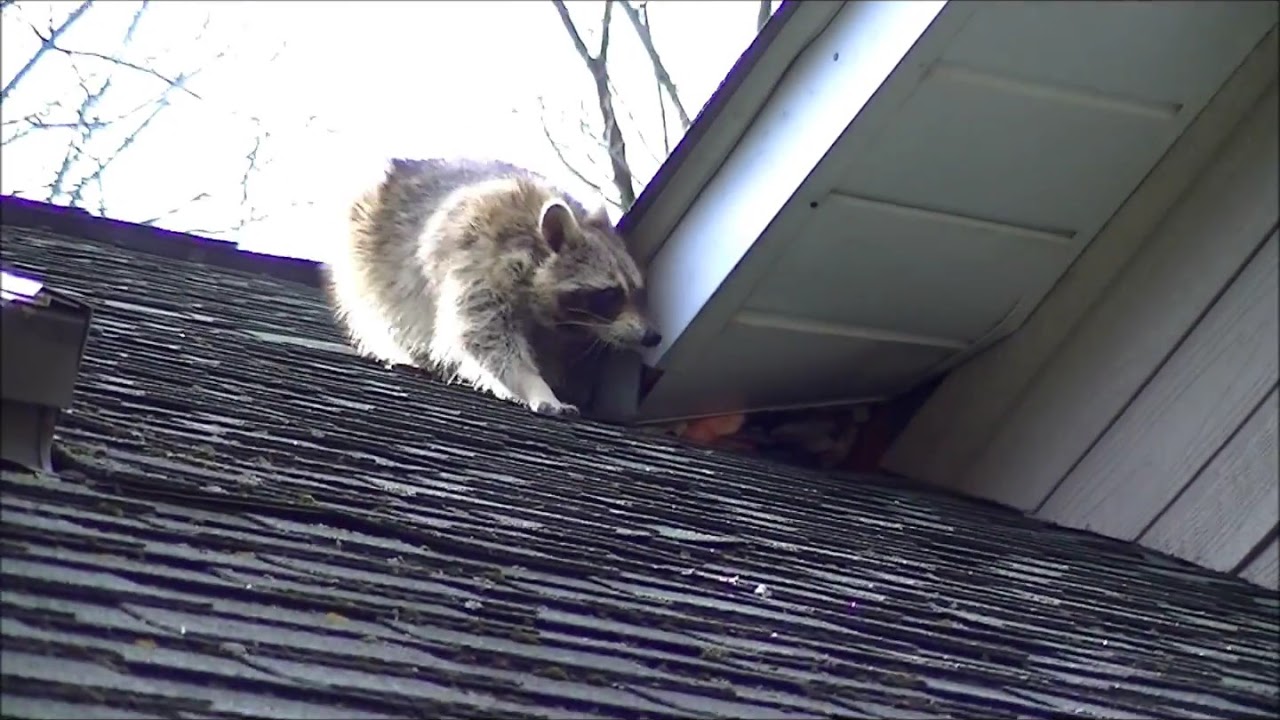 Raccoon getting in attic - YouTube