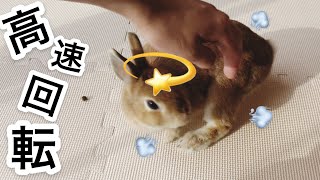 お父さんにチョッカイ出されてクルクル回るうさぎ #238