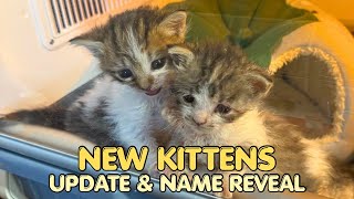 The Tough Reality of Fostering Vulnerable Kittens…