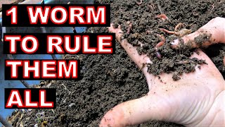 If I could only have ONE kind of Compost Worm I Feed My Worms Everything Except 1 Thing Never Again Enc Worm Bin