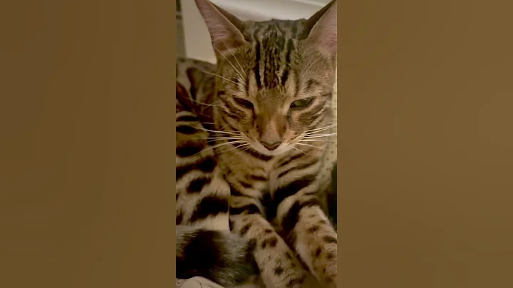 Video 11137061: cutest bengal kittens