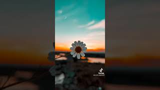 Papatya Sevenler Yorum Yazsın