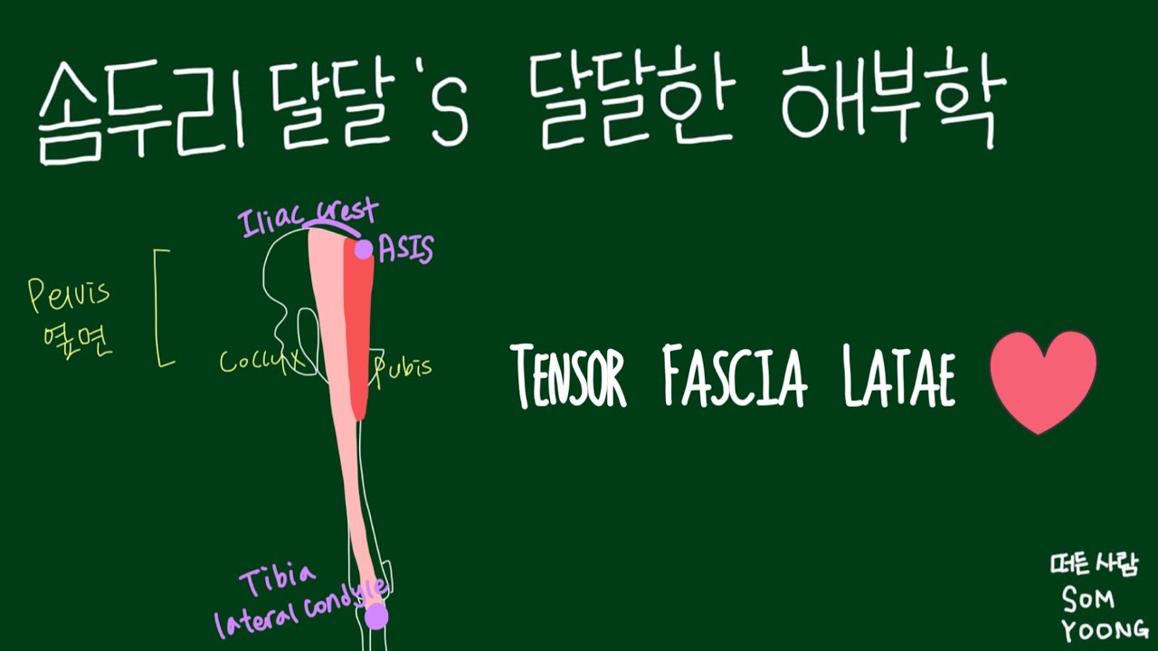 해부학_대퇴근막장근 위치, 근막이완, 스트레칭 방법 - YouTube