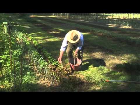 Vídeo: Instruccions per plantar groselles a la primavera per a principiants