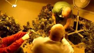 http   budbook org    Harvest  Removing the leaves before hanging  www keepvid com