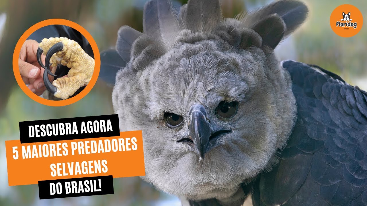 Brazil Predators Descubra agora quem sĂŁo os 5 maiores predadores selvagens do Brasil ...