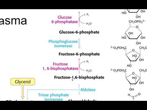 Video: Apa reaksi yang dikatalisis oleh enzim kunci glukoneogenik?