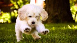 Friendly DOG Bark & Whine Sound Effects, Angry DOG Bark & Growl Sound Effects [High Quality],