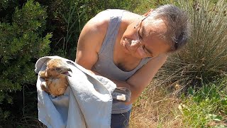 Organik Adam Şahi̇n Kurtariyor Ve Keçiboynuzu Topluyor Rescuing Of Hawks Video