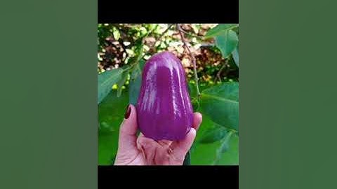 mận tím thật đậm đà#shorts