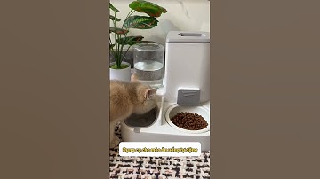 Bát đựng thức ăn nước uống cho mèo tự động!