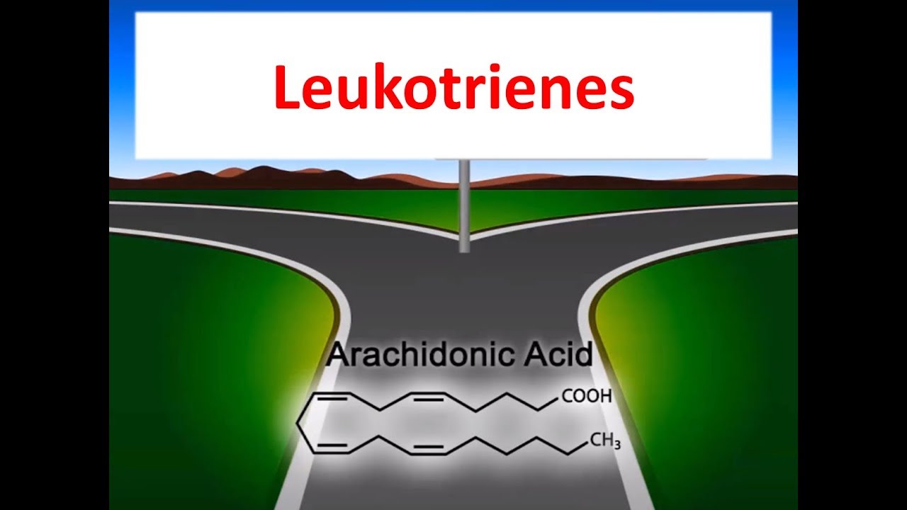 Leukotrienes In 2 Minutes ; Production And Inhibitor Drugs