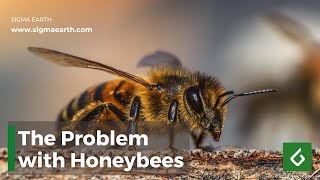 Bee extinction: Why we're saving the wrong bees? | Sigma Earth