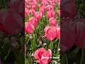 Tulip Garden in Japan | Spring season | Nature #japantravel #oneminuteJapan#Japanshorts