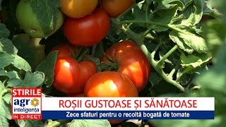 Sfaturi pentru o cultură bogată de roșii cu gust