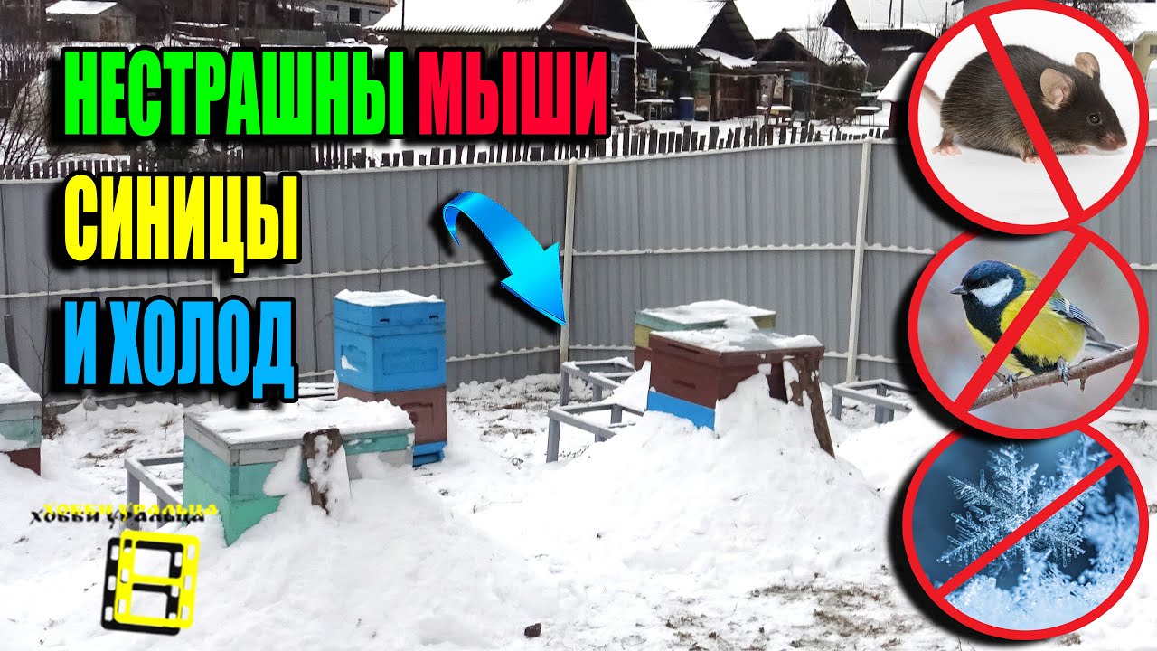 НАДЕЖНАЯ ЗАЩИТА ПЧЕЛ (ПАСЕКИ) ОТ СИНИЦ, МЫШЕЙ, ВЕТРА, ХОЛОДА ЗИМОЙ ...