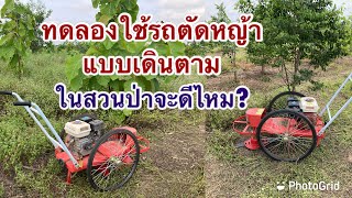 ทดลองใช้รถต้ดหญ้าแบบเดินตามในสวนป่า จะดีไหม?