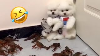 Funny Animal|Funny Videos of Mini Cute Pomeranian Dogs Compilation 2023 #dogs #funny #animals