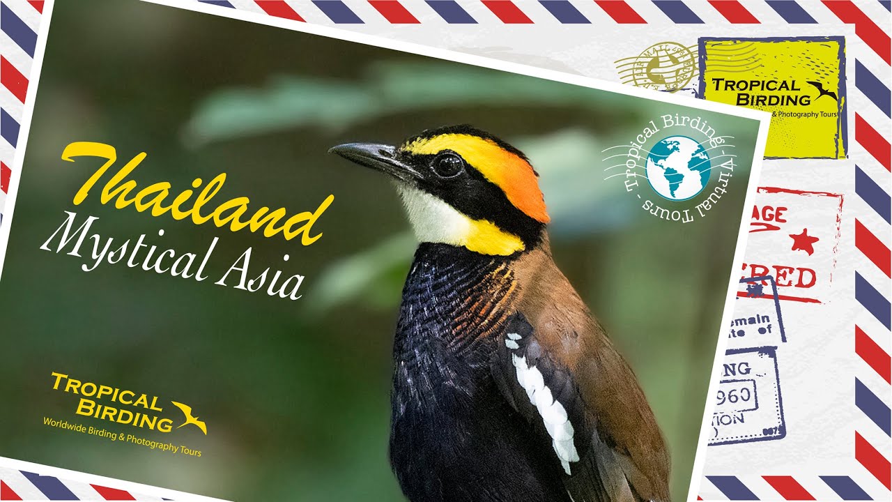 Tropical Birding Virtual Birding Tour of Thailand by Charley Hesse ...