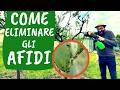 AFIDI sulle PIANTE: ecco perché tornano sempre (e cosa fare per fermarli!)