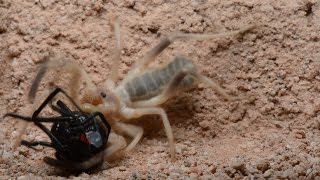 Camel Spider Captures And Preys On Black Widow (Warning: May be disturbing to many viewers.)