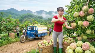 Harvesting 500KG+ Custard Apples | Massive Countryside Market Sale From Farm