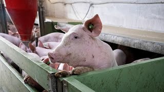 The Save Our Bacon Act is Targeting Pig Welfare in Pork Industry