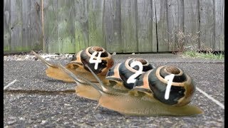 Snail Racing FINALS!! Snail Athletes Caught CHEATING at the Games screenshot 3