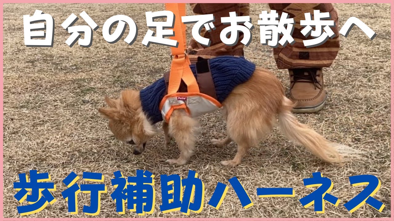 【老犬介護】歩行補助ハーネスを購入しました【歩行補助】