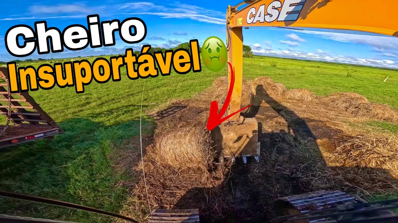 CHEIRO FORTE DEMAIS! 🤢 Feno estragado só saiu com ESCAVADEIRA
