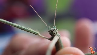 🌿 Vietnamese or Annam Walking Stick (Medauroidea extradentata) - Care, feeding and reproduction 🌱 by Saber Animal 3,392 views 2 years ago 9 minutes, 14 seconds