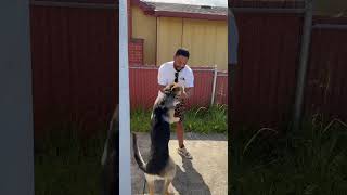 German Shepherd sees his owner after years of not! We surprised him 🐕He missed his daddy #dog #dogs