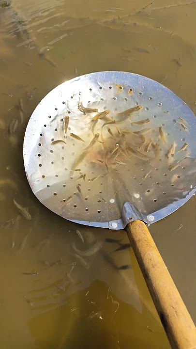 Mencari ikan kepala timah