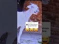 Abdul Rahman Name Got Voice Funny Stetus рџђђ Funnyvideo Shorts Ytshorts Abdul Rahman Name Got Voice Funny Stetus рџђђ Funnyvideo Shorts Ytshorts