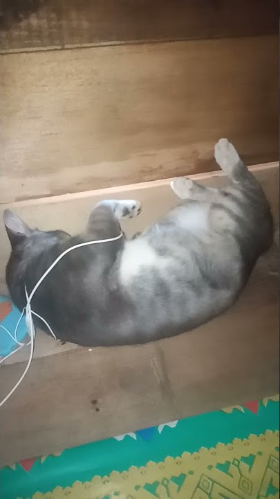 Kucing ini terlihat sangat lucu
