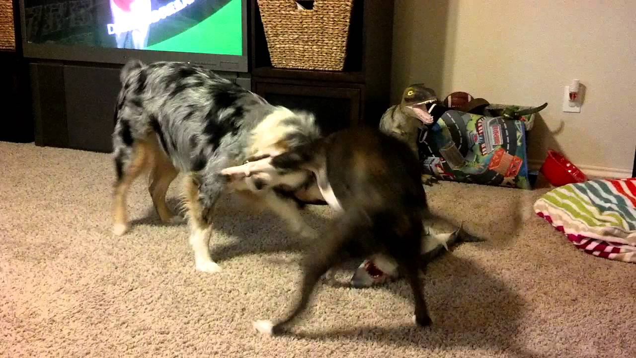 ronin tactics Getting the Wiggles Out Before Bed