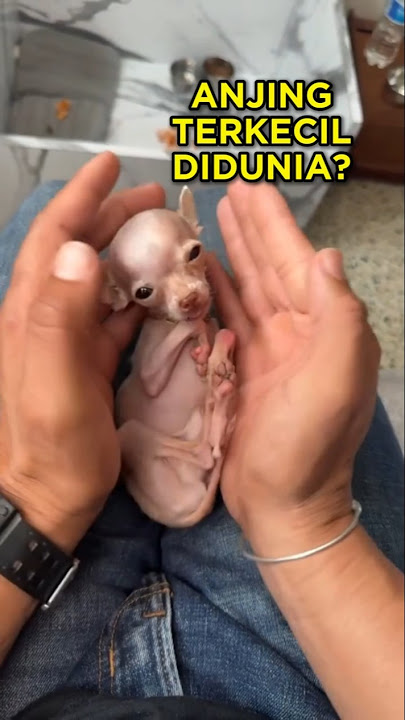 The Smallest Cute Dog in the World 🐶 #shorts #cutedog #dog