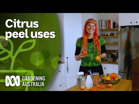 Video: Načini korištenja kore citrusa - savjeti za uzgoj sjemenki u korama citrusa
