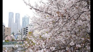 散り始めた神田川の桜 東京