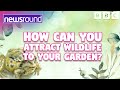 How to Attract Wildlife to YOUR Garden #environment 🦔 | Newsround