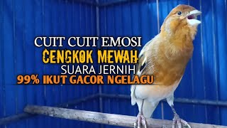 kenari gacor panjang Cuit Cuit EMOSI, Pancingan Kenari Paud Belajar Bunyi, terapi AMPUH Kenari MACET
