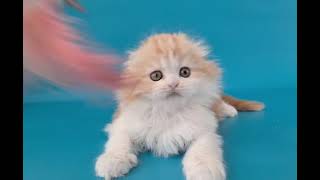 Scottish Fold Longhair Handsome Kitten Ollie by Lapa.shop: Pedigree Pets for You 599 views 12 days ago 39 seconds