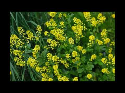 Сурепка обыкновенная 