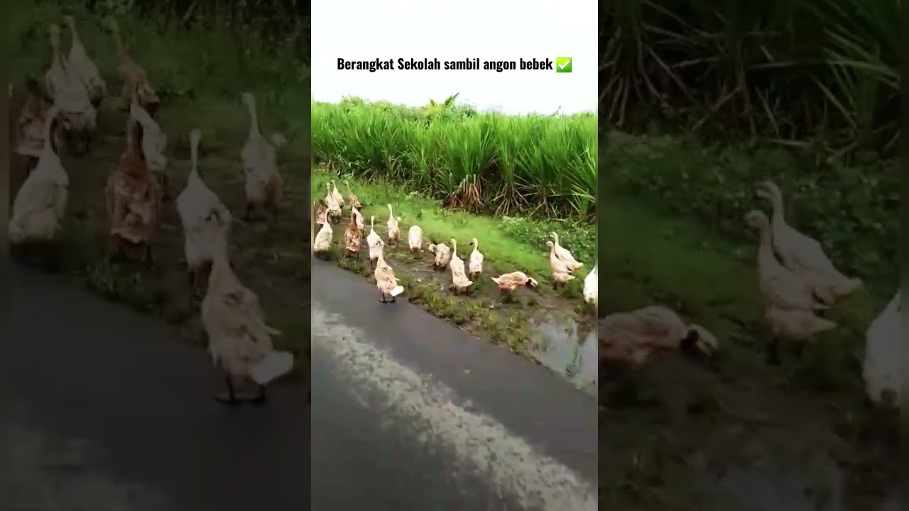 Angon Bebek Adsense: Menggembalakan Bebek dan Menuai Keuntungan Online